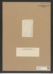 Diatomeae indet. Zeichnungen Sammlung Grunow Nr. 6836 (NHMW-BOT-W0375689)